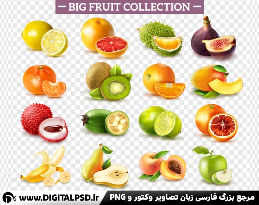 دانلود وکتور انواع میوه | وکتور پرتقال
