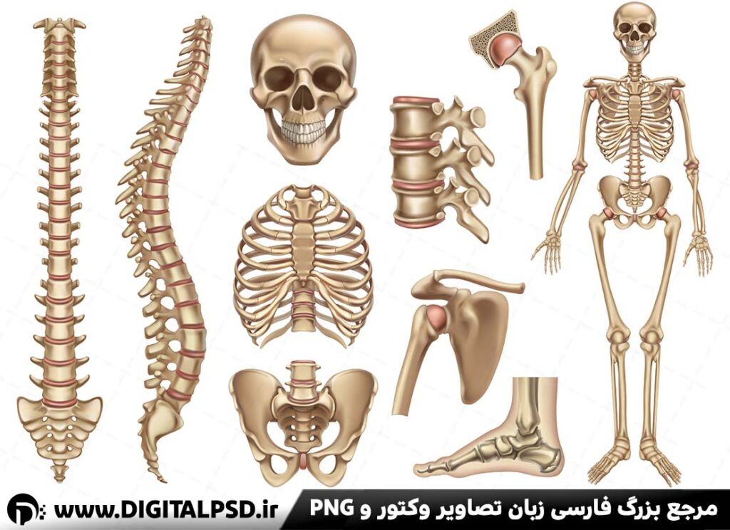 خرید مجموعه وکتور اسکلت بدن انسان 