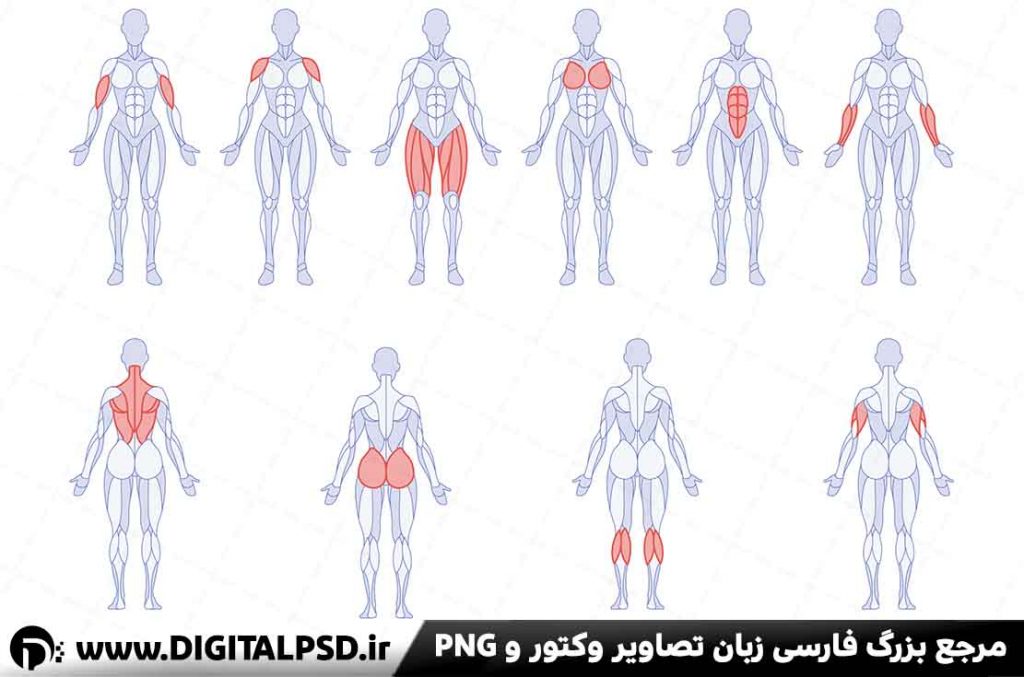 دانلود وکتور ماهیچه ها