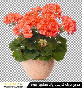 دانلود عکس با کیفیت گلدان