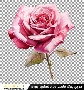دانلود عکس با کیفیت گل رز صورتی