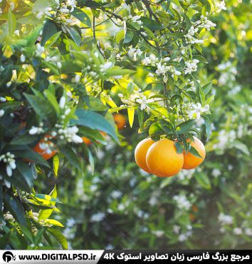 دانلود عکس با کیفیت درخت پرتقال