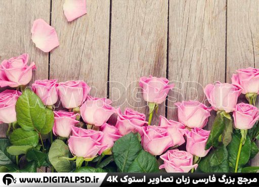 دانلود عکس با کیفیت گل رز
