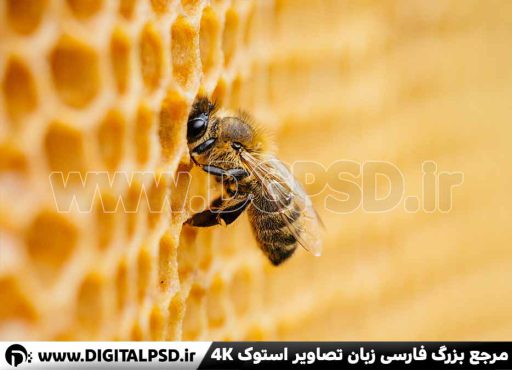 دانلود عکس با کیفیت زنبور عسل
