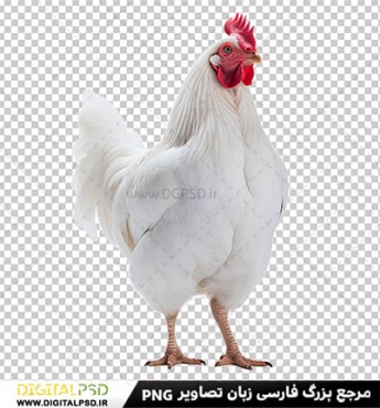 دانلود عکس با کیفیت مرغ