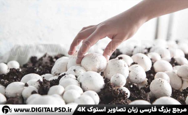 دانلود عکس با کیفیت پرورش قارچ
