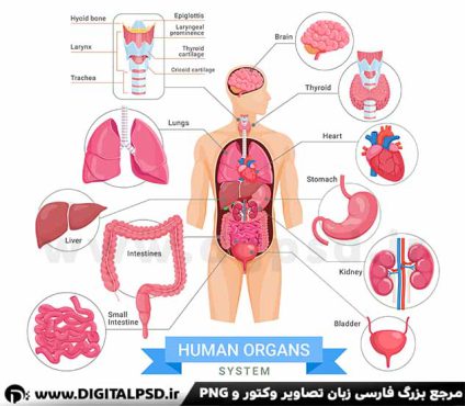 دانلود وکتور لایه باز آناتومی بدن انسان