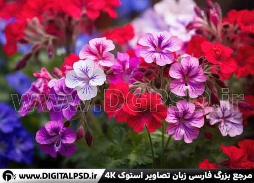 دانلود عکس با کیفیت گلها