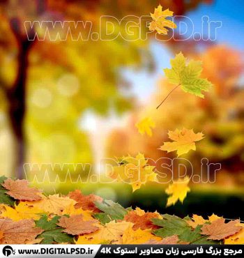 دانلود عکس با کیفیت برگ های پاییزی