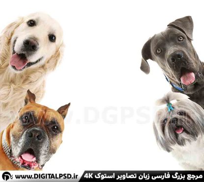 دانلود عکس با کیفیت سگ با نژاد مختلف