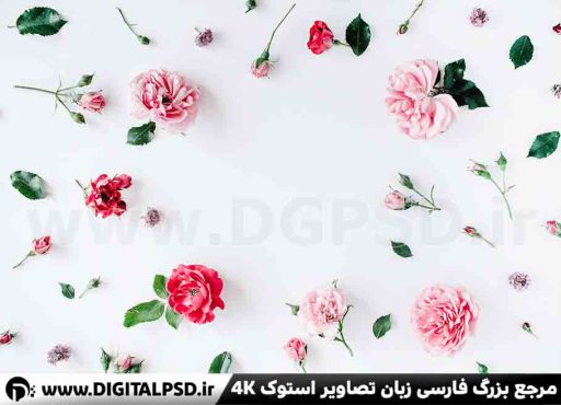 دانلود عکس با کیفیت گل های رز
