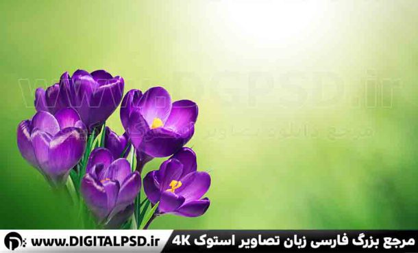 عکس گل زعفران