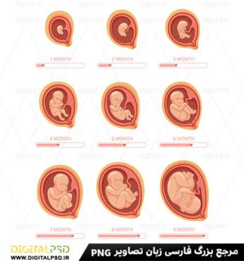 دانلود وکتور لایه باز مراحل رشد جنین