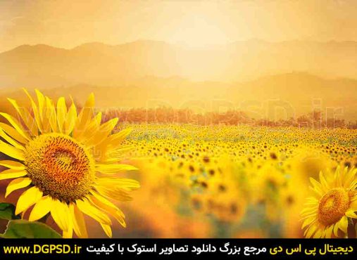 دانلود عکس زیبای منظره گل آفتاب گردان