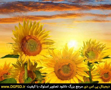 دانلود عکس زیبای گل آفتاب گردان