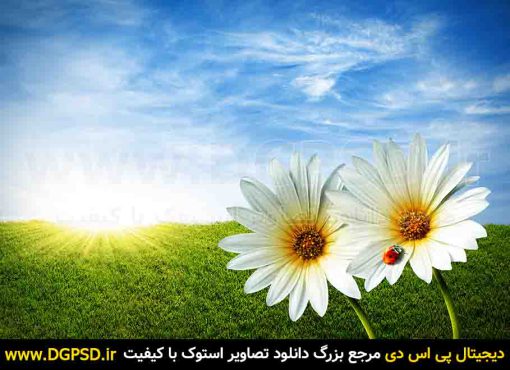 دانلود عکس زیبای گل بابونه