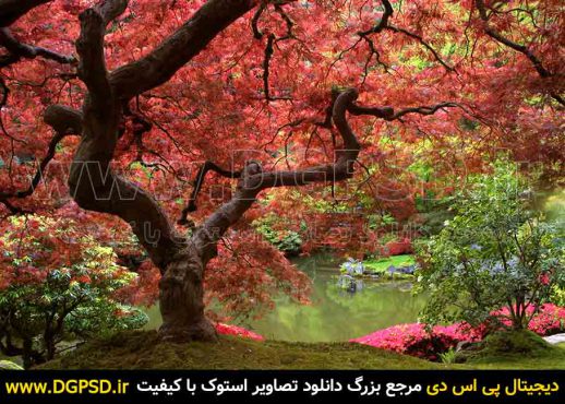 عکس درخت زیبای پاییزی و گلهای قرمز