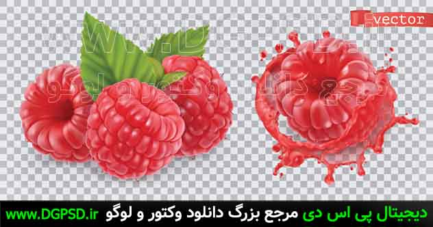 وکتور تمشک قرمز | وکتور میوه 