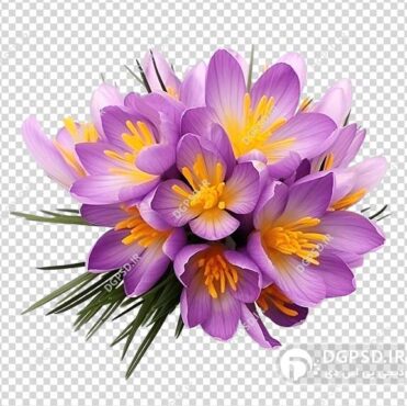 عکس دسته گل‌های زعفران